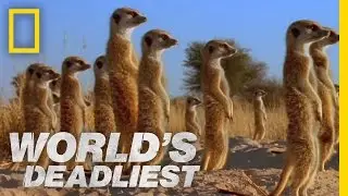 Meerkats Mob Rule | Worlds Deadliest