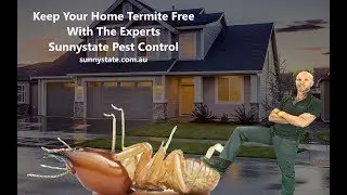 Why We Need To Carry Out A Termite Inspection First - Sunnystate l