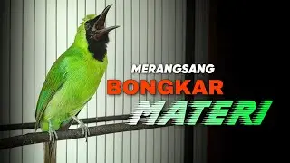 🔴 MERANGSANG BONGKAR MATERI ‼️ MASTERAN CUCAK IJO GACOR DI LAPANGAN