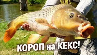 КОРОП ПРЯМО ПІД БЕРЕГОМ!!! Ловля на КЕКС!