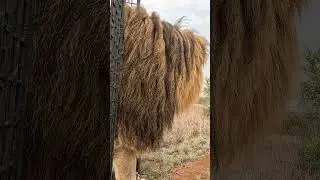 Taking LION BROTHERS for a Walk! 