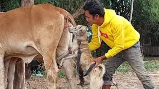 Dogs breed with cows, is it possible