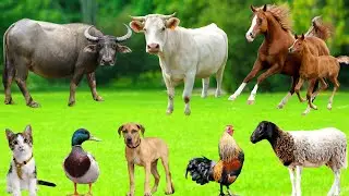 Amazing Animal Sounds : Cat, Duck, Cow, Dog, Sheep, Goat, Rabbit, Horse, Ostrich - Animal Moments