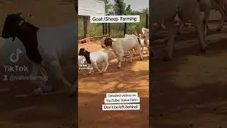 Separating Male Goats! Brilliant ideas in Goat farming! #farming #shorts