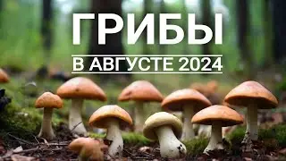 Грибы в середине августа. Трудовая тихая охота в лесах Подмосковья 2024