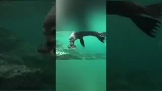 Опасная игра! Морской котик и  ядовитая рыба  Фугу