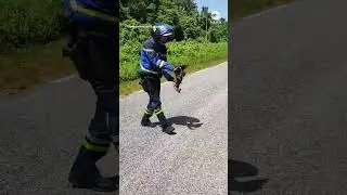 Officer carries sloth to safety