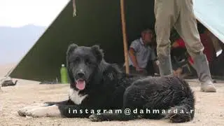 Аборигенные САО Таджикистана саги дахмарда, взаимоотношения внутри стаи