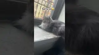 Her looks are so scary #cat #catfunny #funny #persiancatcorner #catlover