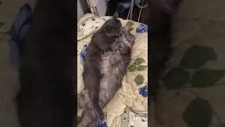 Котики обнимаются #shorts