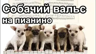 Как играть ТРЕХдольный СОБАЧИЙ ВАЛЬС