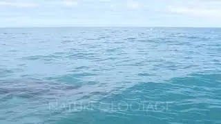 Humpback Whale migration West Coast South Africa, Superpods feeding on Krill