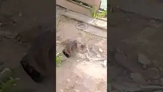 🐱 КЫС, КЫС, КЫС! Котейка кабачится. 