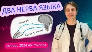 ДВА НЕРВА ⚡ ЯЗЫКА 👅 Рохлов ЕГЭ 2024  😱