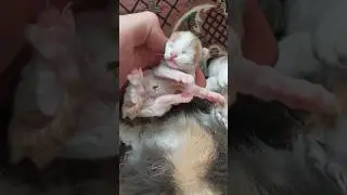 Мася сделала Подарочек..