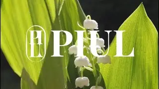 피울 PIUL 프리미엄 니치퍼퓸