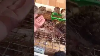 Перепелки