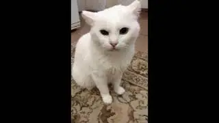 Любимые кошки, кошки, кошки...