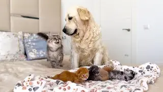 Mom Cat Introducing Golden Retriever to Baby Kittens!