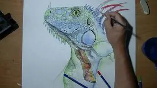 1er secondaire Dessin #11 Le reptile en crayon aquarelle