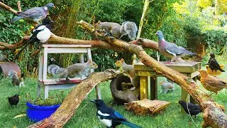 TV for Cats 🕊️ Birds & Squirrels Buffet by the Branches 🐿️ Entertainment for Cats 4K HDR