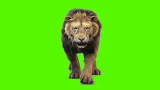 Green screen background 🦁 Lion || green screen video || lion green screen || green screen lion