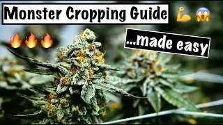 MONSTER CROP GUIDE! | How to Clone a Flowering Plant for HUGE YIELDS! | Re-Vegging Cannabis Plants