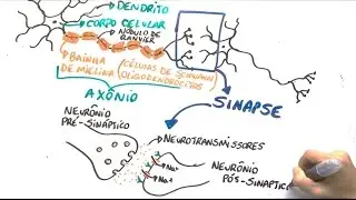 Neurônio e impulso nervoso - Resumo Professor Gustavo