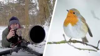 How to Photograph Small Birds - Photography Tips, Techniques & Settings (Canon 1DX & 500mm f/4 Lens)