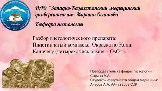 Разбор гистологического препарата: Пластинчатый комплекс. Окраска по Копш-Калачеву