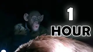 Oh no monkey meme 1 hour  | Bad Ape “OH NO” Meme 1 hour version