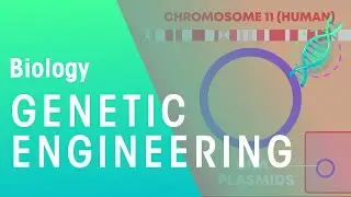 Genetic engineering | Genetics | Biology | FuseSchool