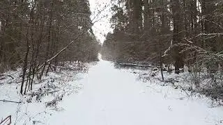 Обстановка в лесу на 30.11. Копать во всю еще можно.