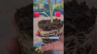 Как правильно сажать перец рассадой в открытый грунт. Нужно ли заглублять рассаду перца при посадке.
