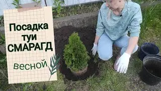 Посадка туи СМАРАГД весной Как высаживать тую?