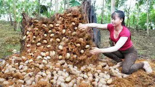 TIMELAPSE - Harvesting A Lot Of Palm Weevil In Rotten Palm Trunks - Harvest Jackfruit Go To Sell