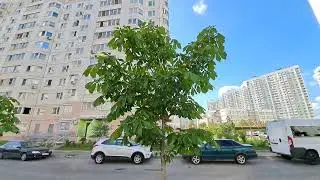 г. Москва, район Некрасовка, Рождественская улица. Каштан. 03.08.2024г.🌰