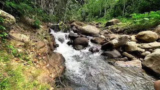 Relaxing Forest River Sounds To Drift Off Peacefully - Powerful Water Stream For Serene Deep Sleep