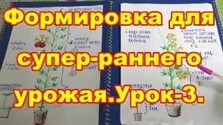 Урок-3.Формируем детерминантные томаты для теплиц,как получить супер-ранний урожай.