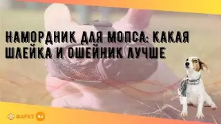 Намордник для мопса: какая шлейка и ошейник лучше