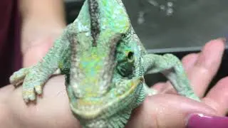 CHAMELEON WITH RIGHT PROLAPSED HEMIPENE GETS A FIX