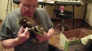 Baby Raccoons