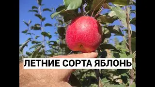 Летние сорта  яблонь.