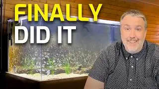 7 Things I Did to Improve My Aquariums (Game-Changing Tips for Better Tanks!)