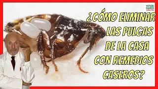 ✅ HOW TO REMOVE FLEAS FROM THE HOUSE WITH HOMEMADE AND NATURAL REMEDIES? ✅