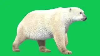 polar bear run || green screen videos || bear green screen || green screen bear #polar #bear