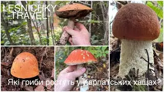 Які гриби ростуть у Карпатських хащах?
