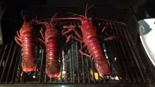 Live Lobsters on the Grill.