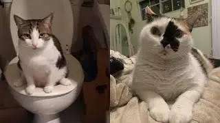 Try Not To Laugh 🤣 New Funny Cats Video 😹 - Just Cats Part 22