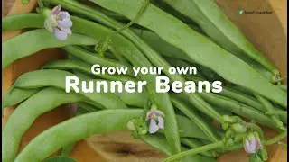 How to grow your own runnerbeans | Love The Garden